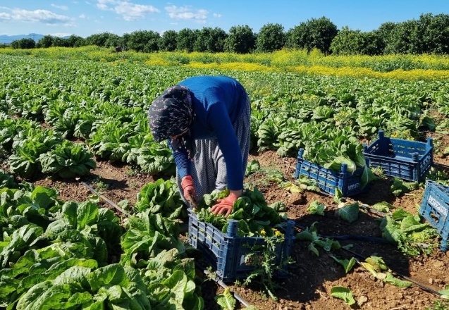 Marul üreticisi çiftçi: 'Tarlaya göre fiyat dışarıda çok yüksek'