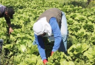 Marulun tanesi tarlada 2 TL, markette 10 TL