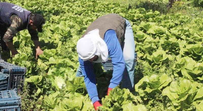 Marulun tanesi tarlada 2 TL, markette 10 TL
