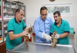 Maymun yavrularının ismi anketle belirlenecek