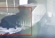 Mazgal hırsızları polisten kaçamadı