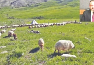 Mera alanlarının üzerine GES kurulması tarım ve hayvancılığa darbe vuracak