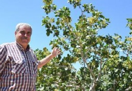 Mersin'de Antep fıstığı üretimi yeniden canlandırıldı