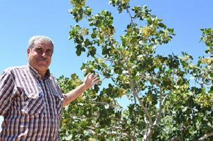 Mersin&#039;de Antep fıstığı üretimi yeniden canlandırıldı