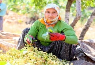 Mersin'de Antepfıstığı hasadı yüzleri güldürüyor 