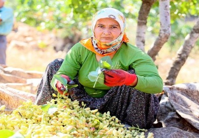Mersin'de Antepfıstığı hasadı yüzleri güldürüyor 