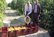 Mersin’den Cerattepe’ye limon desteği