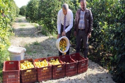 Mersin&#8217;den Cerattepe&#8217;ye limon desteği