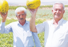 Mevsimin ilk Araban kavunu 25 gün erken yetişti