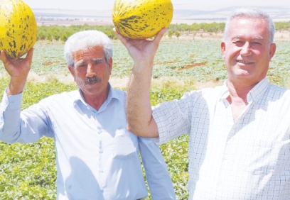 Mevsimin ilk Araban kavunu 25 gün erken yetişti
