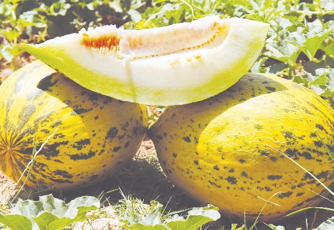 Mevsimin ilk Araban kavunu 25 gün erken yetişti