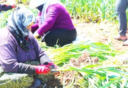 Mevsimlik işçilerin zorlu mesaisi başladı