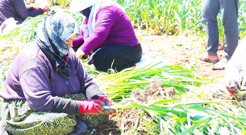 Mevsimlik işçilerin zorlu mesaisi başladı