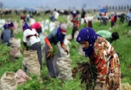Mevsimlik kadın işçi 60 lira günlük ücret alıyor