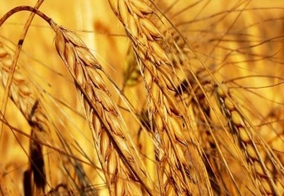 Mevsimlik kadın işçilerin günlüğü 41 lira oldu