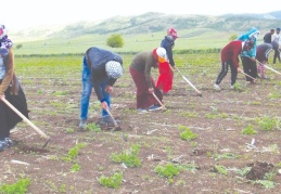 Mevsimlik tarım işçileri korona gölgesinde mesai yapıyor