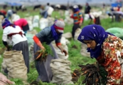 Mevsimlik tarım işçilerinin günlük ücretleri arttı
