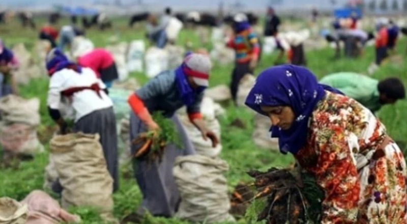 Mevsimlik tarım işçilerinin günlük ücretleri arttı