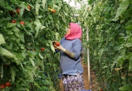 Mevsimlik tarım işçilerinin oyu boşa gidecek