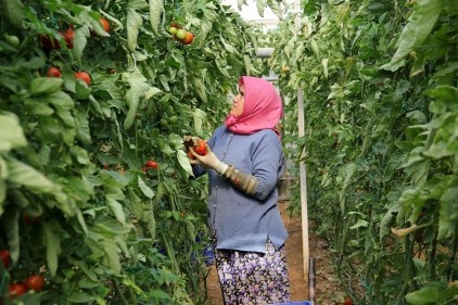 Mevsimlik tarım işçilerinin oyu boşa gidecek