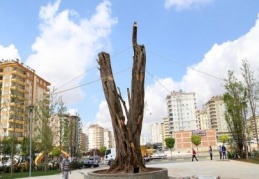 Meydanda 11 ton ağırlığında bin yıllık zeytin ağacı var