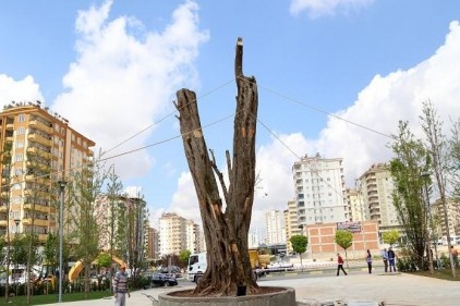 Meydanda 11 ton ağırlığında bin yıllık zeytin ağacı var