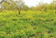 Meyve bahçelerini otlandırarak sürmek çok faydalı