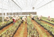 Meyve fidanı üretimi ve kooperatifçilik öğretilecek