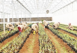 Meyve fidanı üretimi ve kooperatifçilik öğretilecek