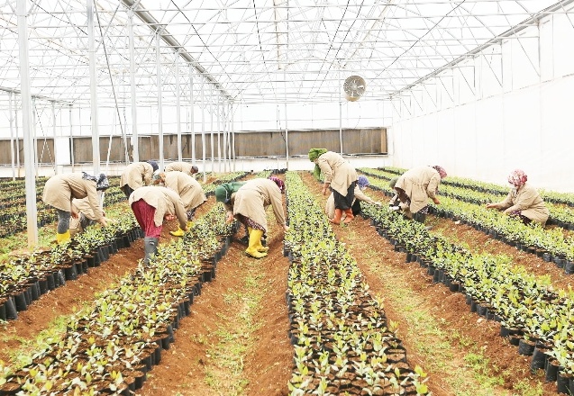 Meyve fidanı üretimi ve kooperatifçilik öğretilecek