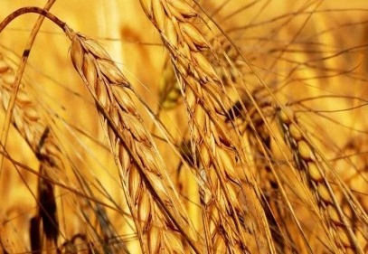 Meyve ve sebze üretimi bir önceki yıla göre daha da artacak