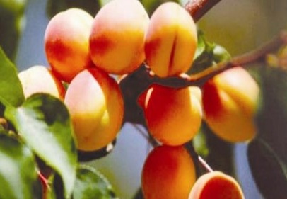 Meyvede yeterlilik dereceleri açıklandı