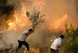 Milas ve Köyceğiz dışında tüm orman yangınları kontrol altına alındı