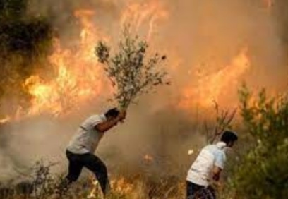 Milas ve Köyceğiz dışında tüm orman yangınları kontrol altına alındı