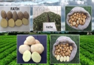 Milli patates çeşitleri tescillendi