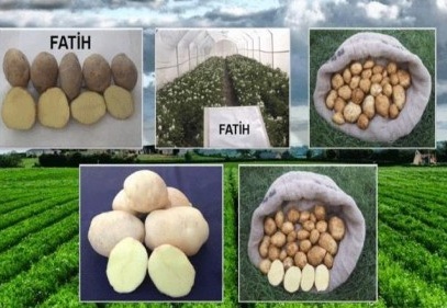 Milli patates çeşitleri tescillendi
