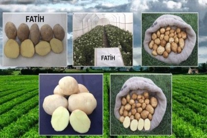 Milli patates çeşitleri tescillendi
