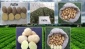 Milli patates çeşitleri tescillendi
