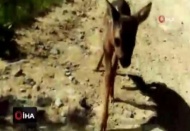 Minik ceylan önce korktu sonra yanlarından ayrılmak istemedi