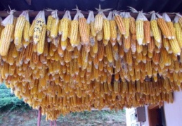 Mısır alım fiyatı açıklandı