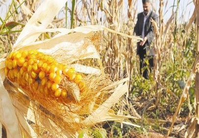 Mısır üretimi ikiye katlandı