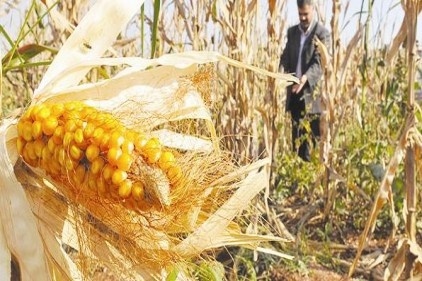 Mısır üretimi ikiye katlandı