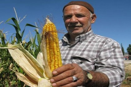 Mısırda bu yıl yüksek rekolte bekleniyor