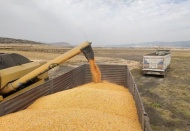 Mısırda yüksek rekolte sevinci 