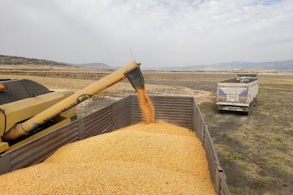 Mısırda yüksek rekolte sevinci 