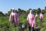 “Moringa bitkisi, meme kanseri tedavisinde kullanılabilir”