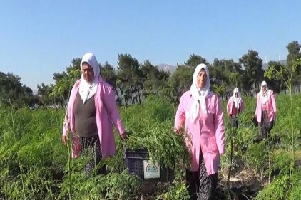 &#8220;Moringa bitkisi, meme kanseri tedavisinde kullanılabilir&#8221;