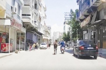 Motosiklet arkasındaki atı kilometrelerce koşturdu 