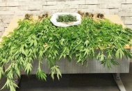 Motosikletçi kaskında gizlenen uyuşturucu polise takıldı