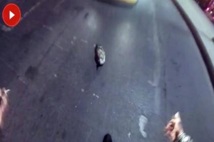 Motosikletli genç trafiği durdurup yaralı martıyı ceketiyle aldı